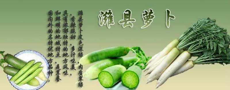 潍县青萝卜1~1.5斤起