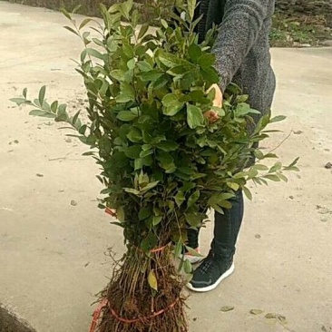 钙果苗