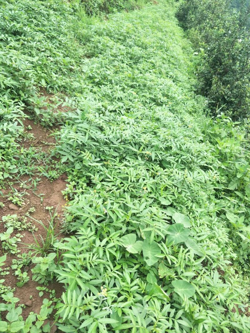 花椒苗0.5~1年