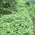 花椒苗0.5~1年