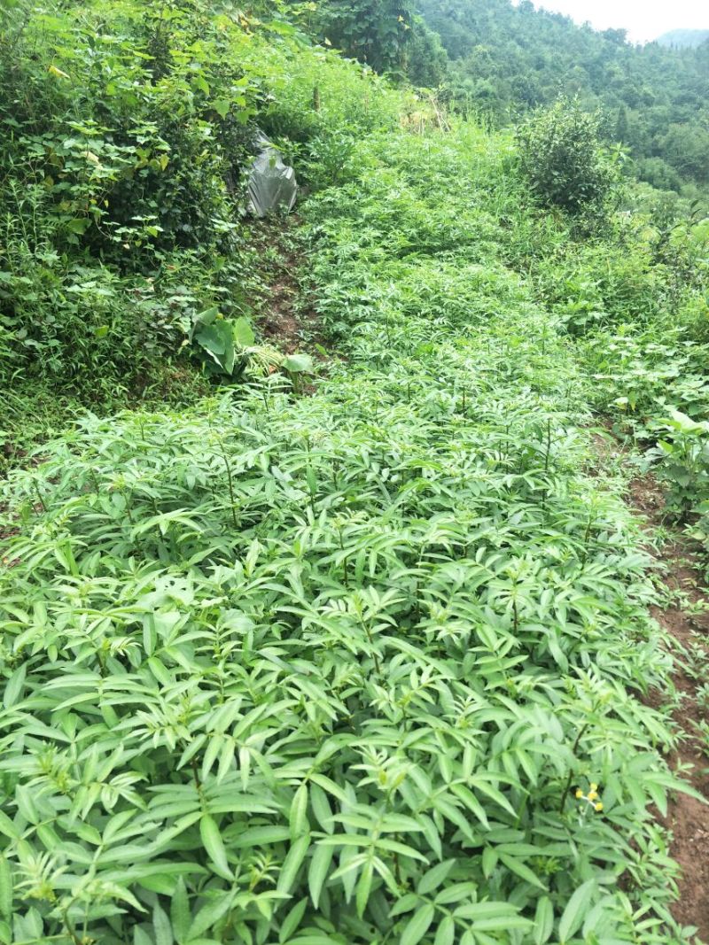 花椒苗0.5~1年