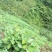 花椒苗0.5~1年