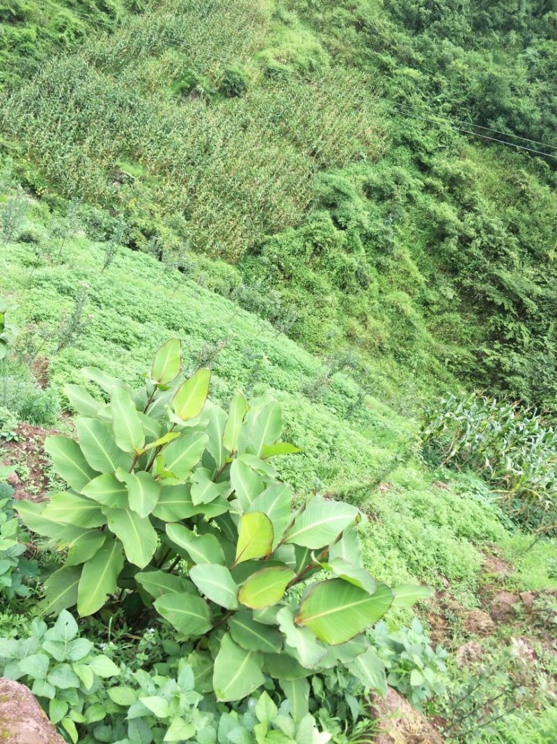 花椒苗0.5~1年