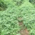 花椒苗0.5~1年
