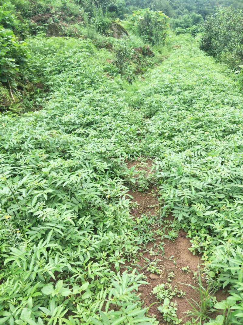 花椒苗0.5~1年