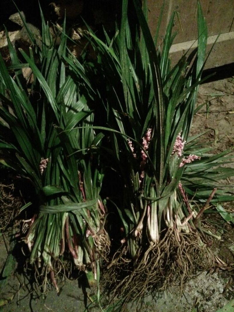 吉祥草