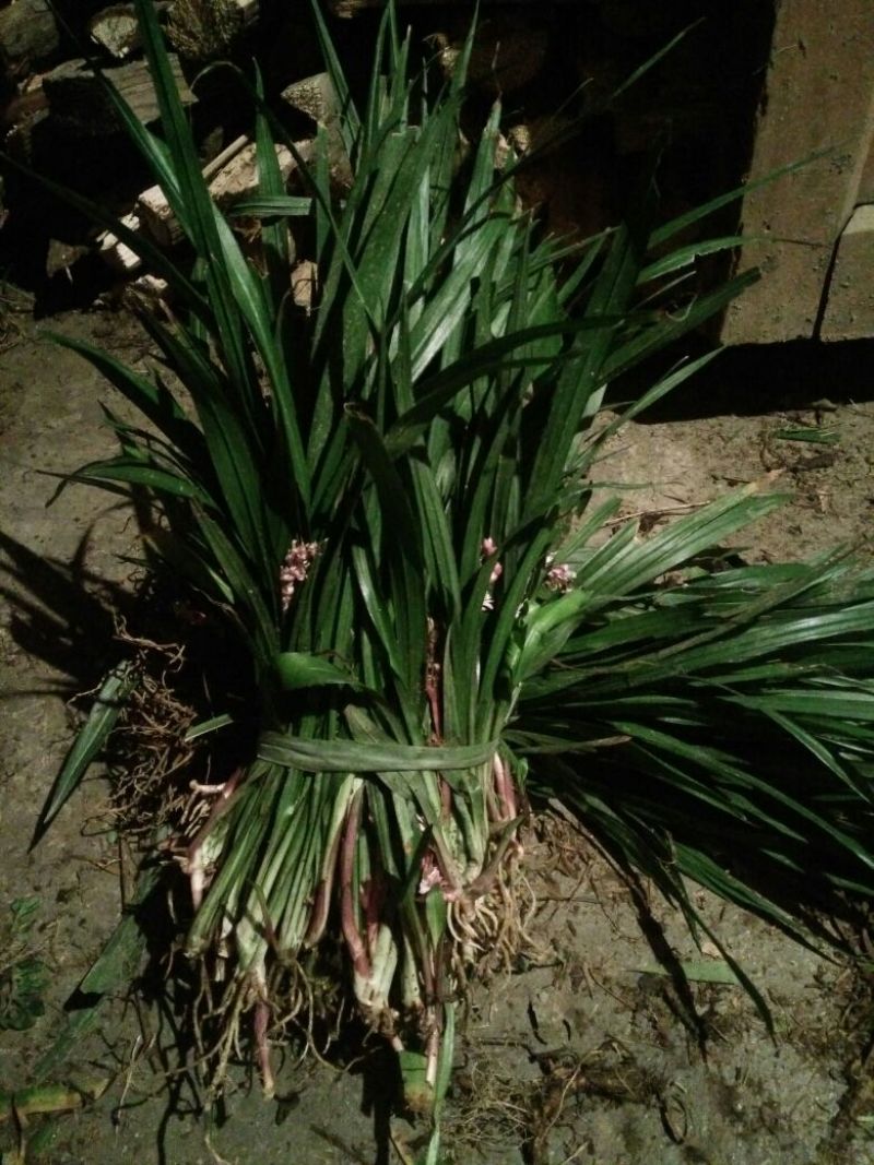 吉祥草