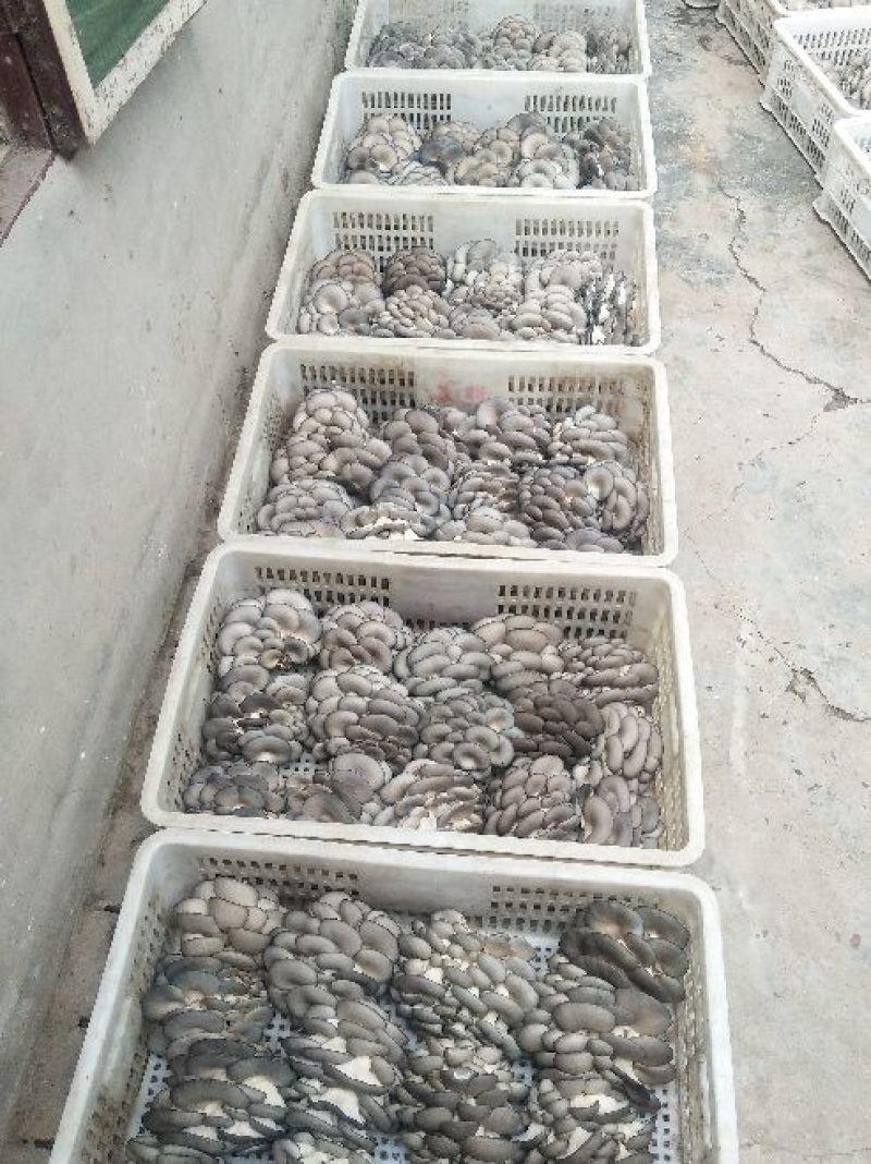 鲜平菇厚3~5cm黑色