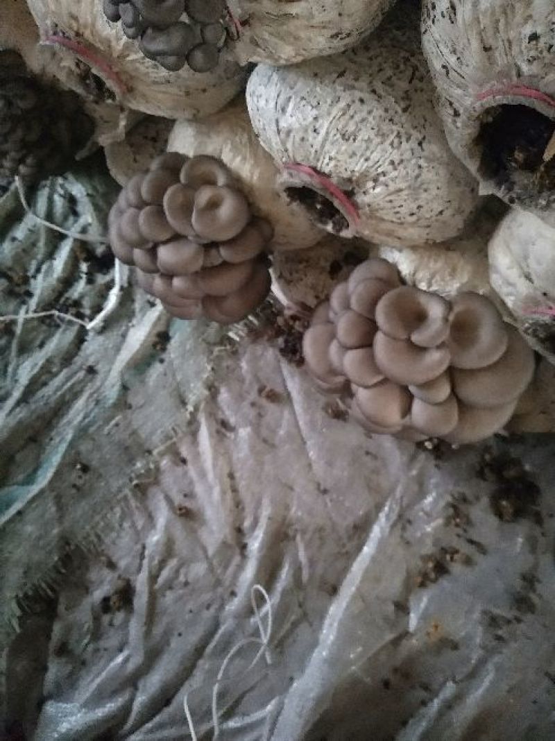 鲜平菇厚3~5cm黑色