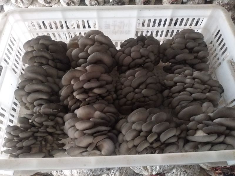 鲜平菇厚3~5cm黑色