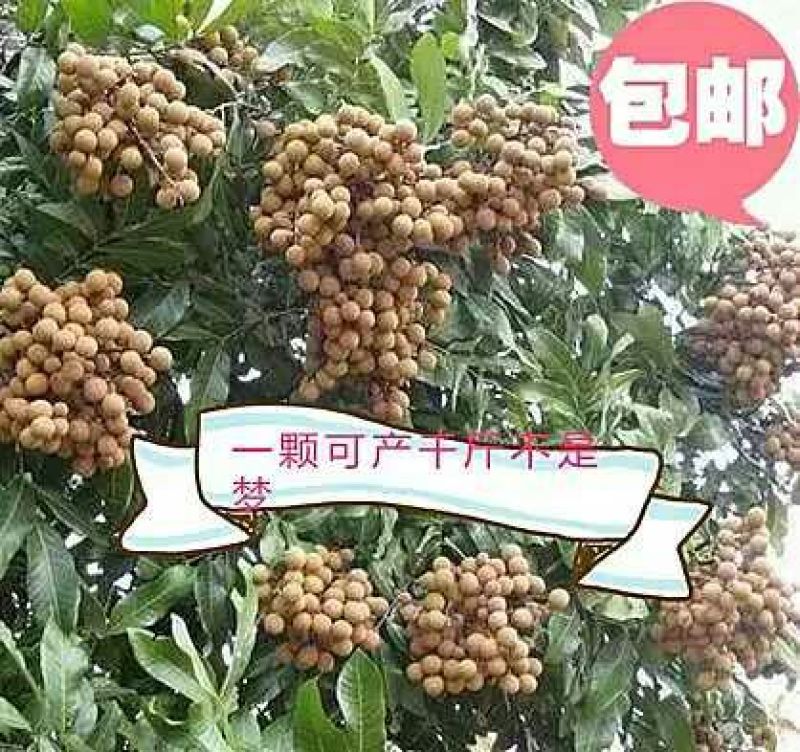龙眼树苗四季龙眼嫁接苗