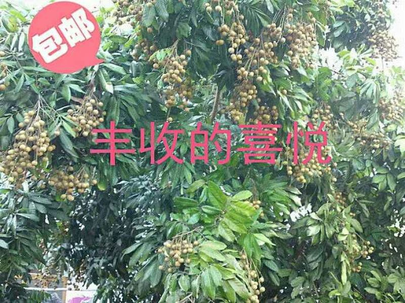 龙眼树苗四季龙眼嫁接苗
