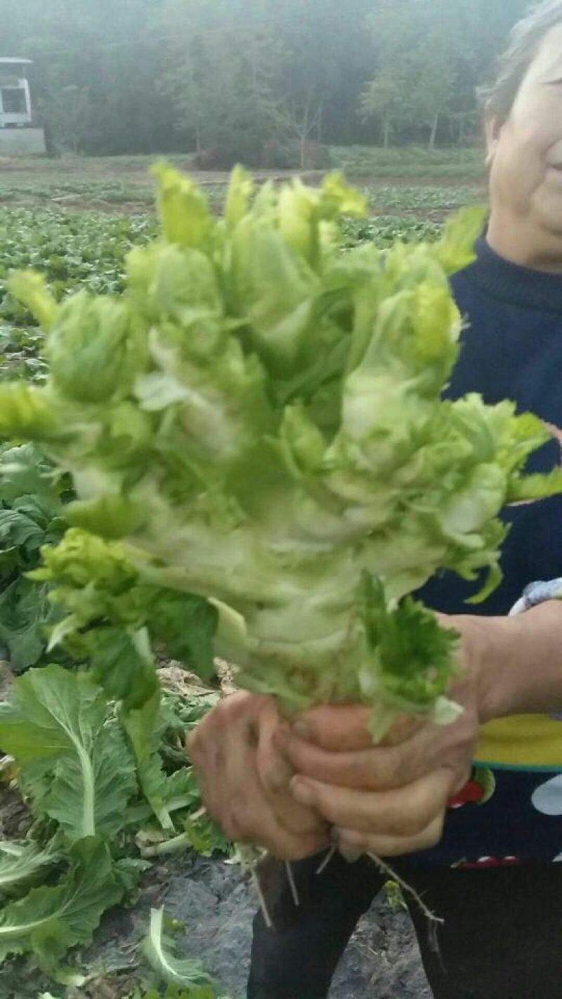 儿菜5两以上