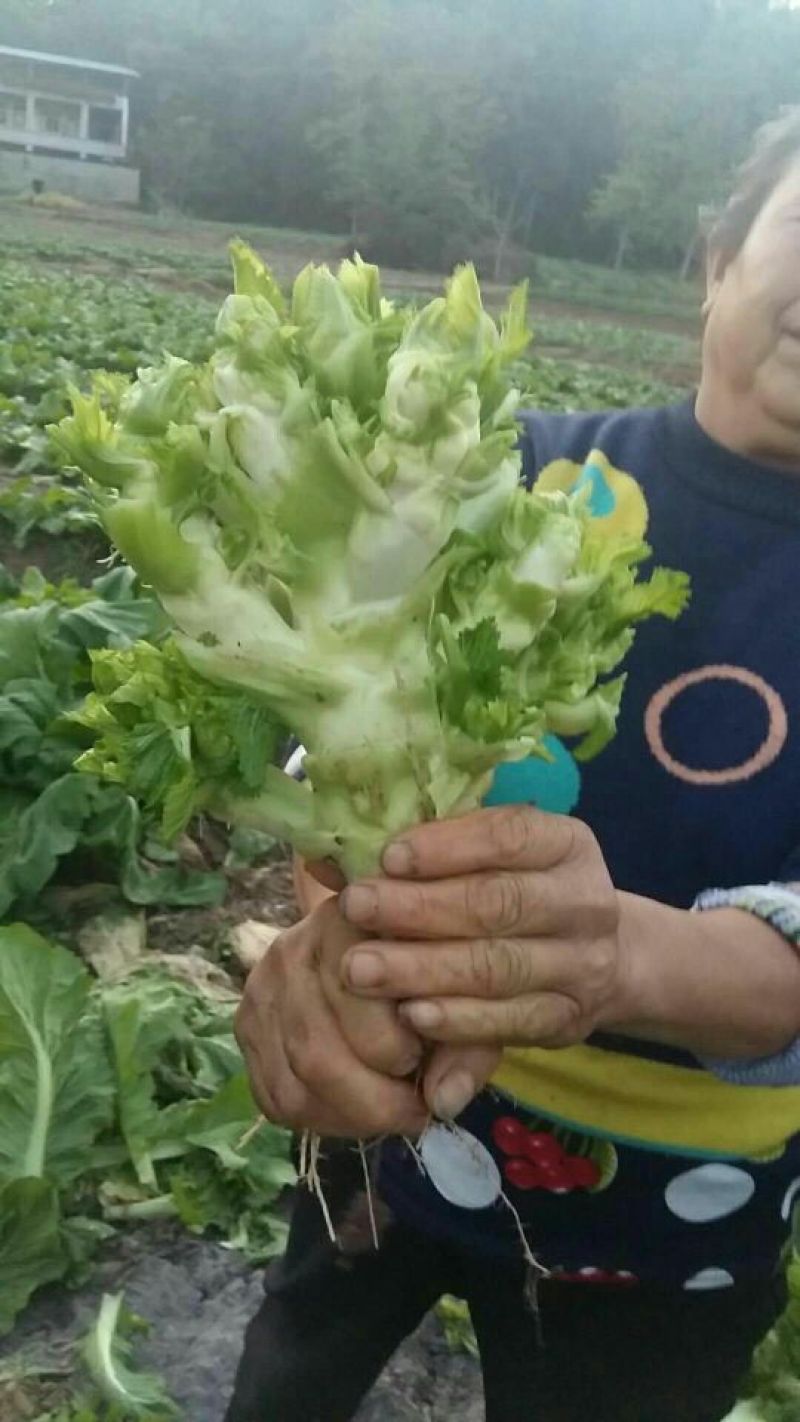 儿菜5两以上