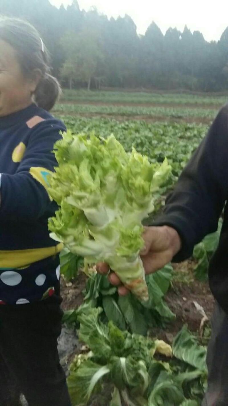 儿菜5两以上
