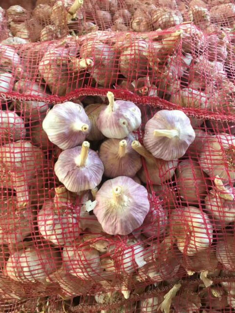 金乡大蒜混级统货干蒜