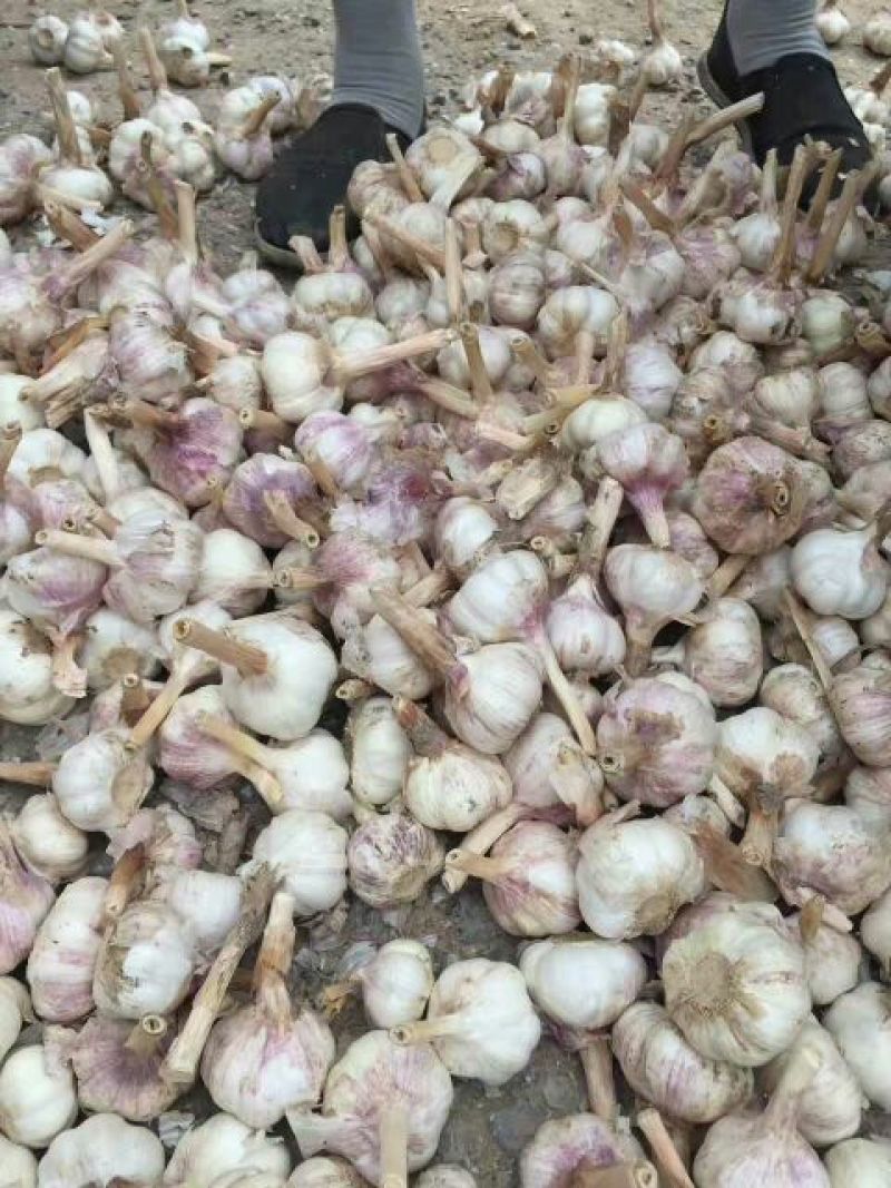 金乡大蒜混级统货干蒜