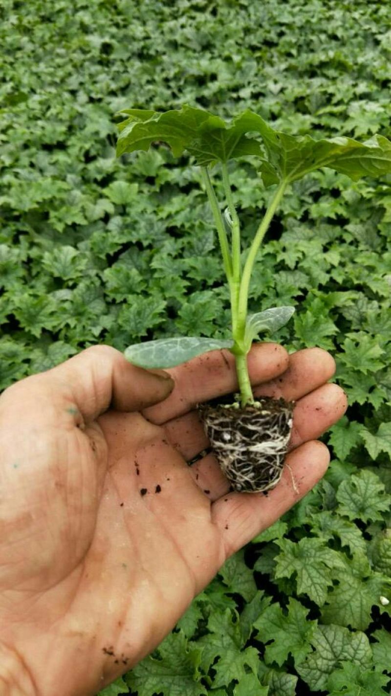丝瓜苗