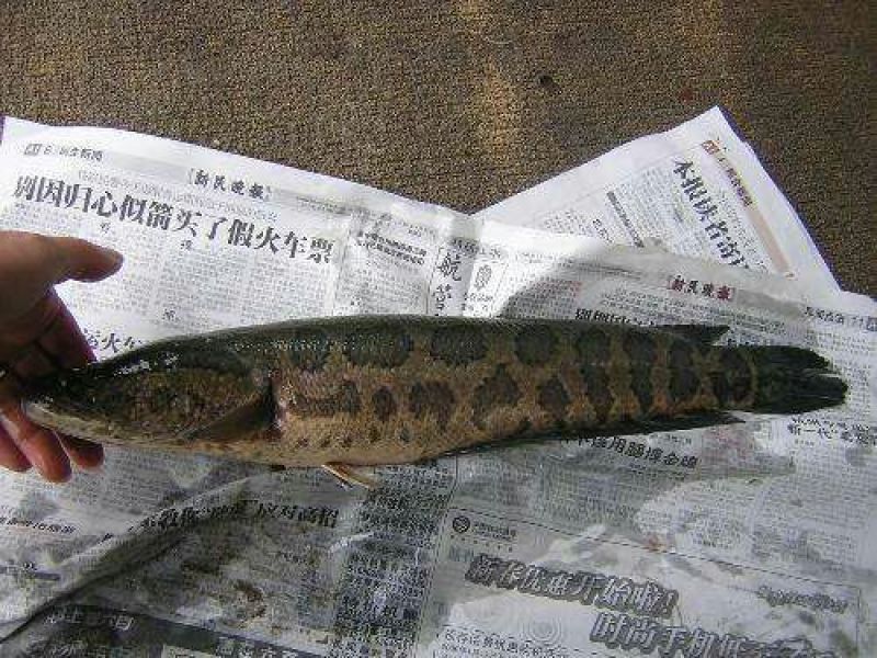 黑鱼3~5斤
