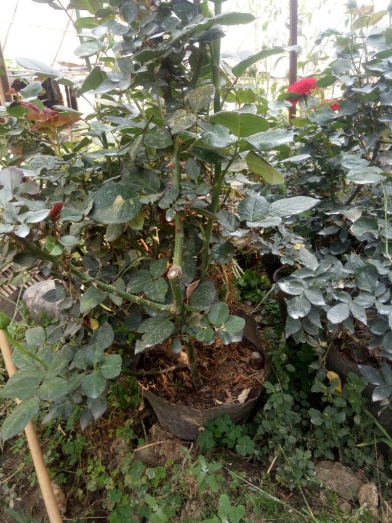 玫瑰盆景，果汁阳台，月季盆栽，花卉绿植，