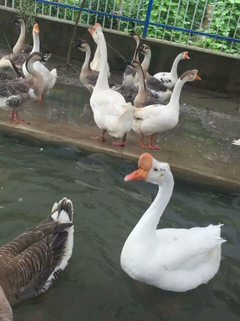狮头鹅苗250g以下