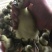 狮头鹅苗250g以下