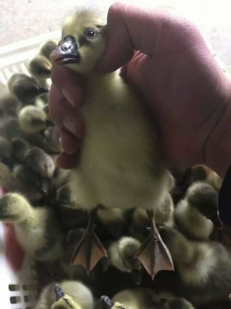狮头鹅苗250g以下