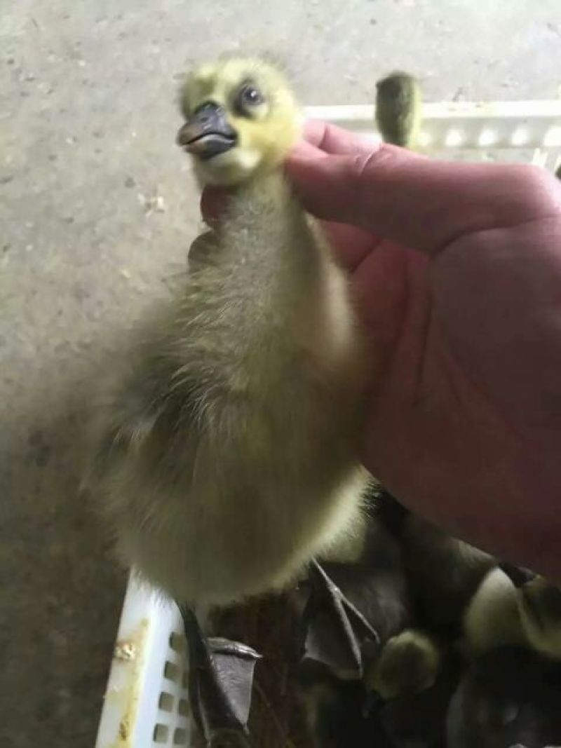 狮头鹅苗250g以下
