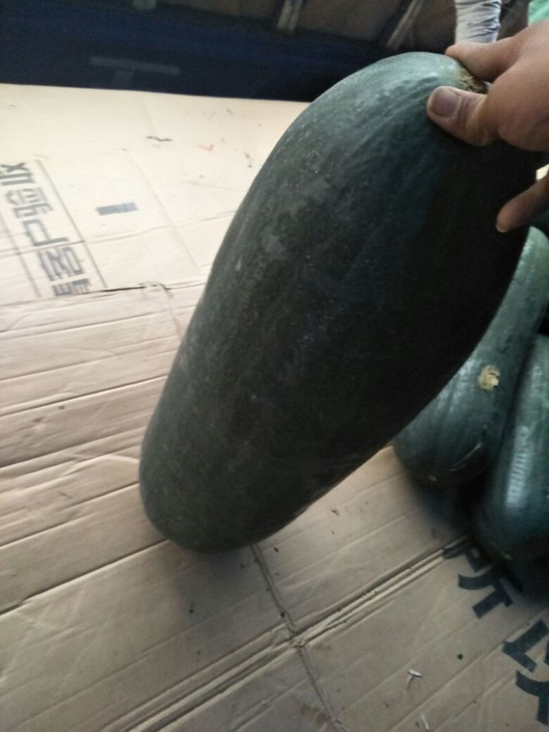 黑先锋8515斤以上吊冬瓜