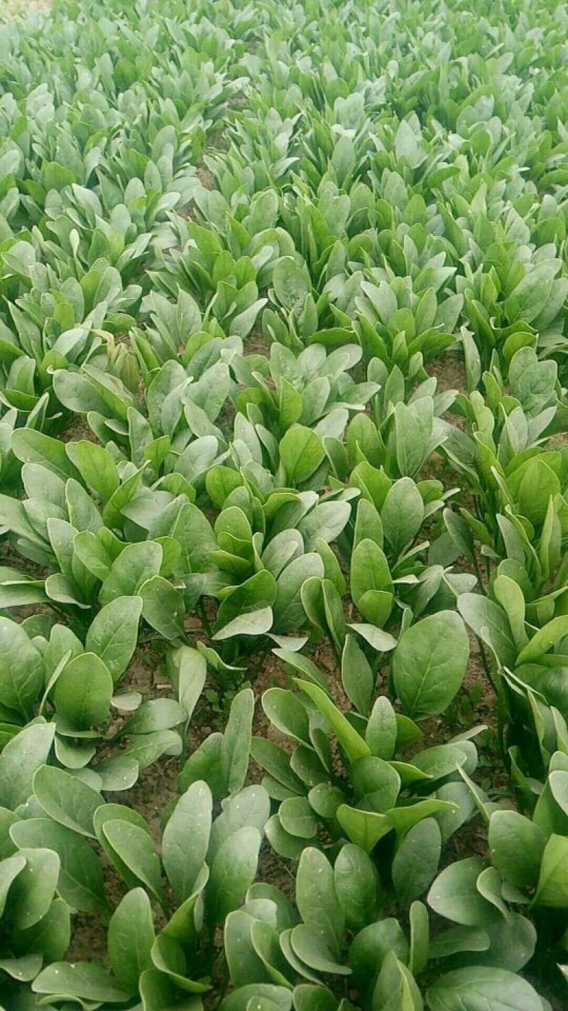 大叶菠菜15~20厘米