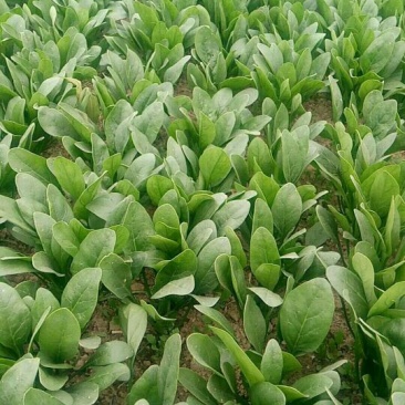 大叶菠菜20~25厘米