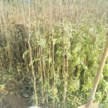 花椒苗1~2年