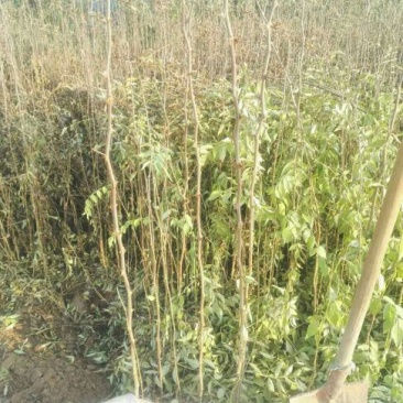 花椒苗1~2年