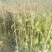花椒苗1~2年