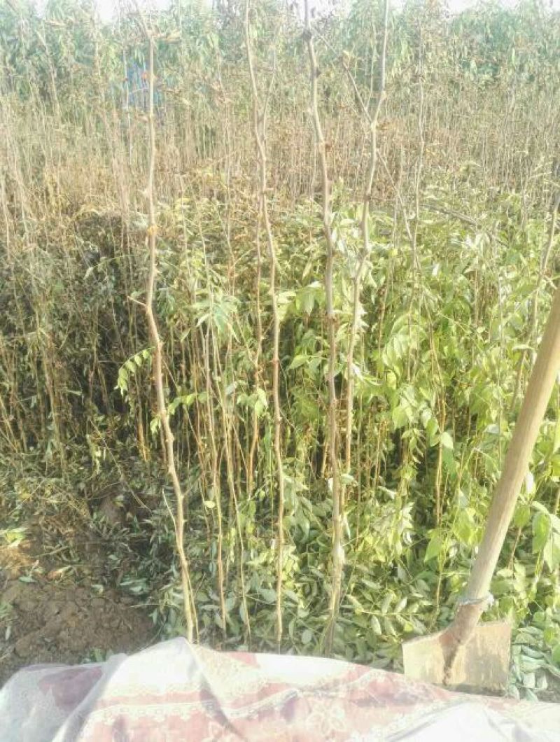 花椒苗1~2年