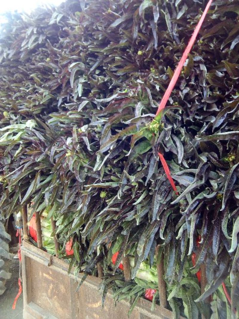 红叶香莴笋！产地直供！手工精细，价格平稳！欢迎订购！