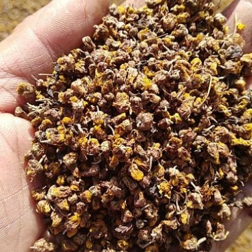 野菊花散装，深山高含量野菊花颗粒