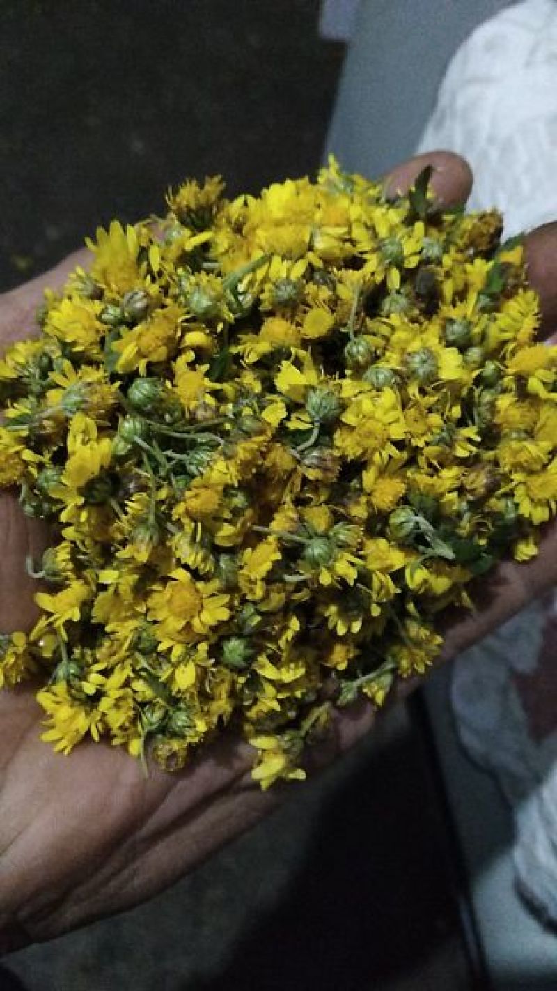 野菊花散装，深山高含量野菊花颗粒