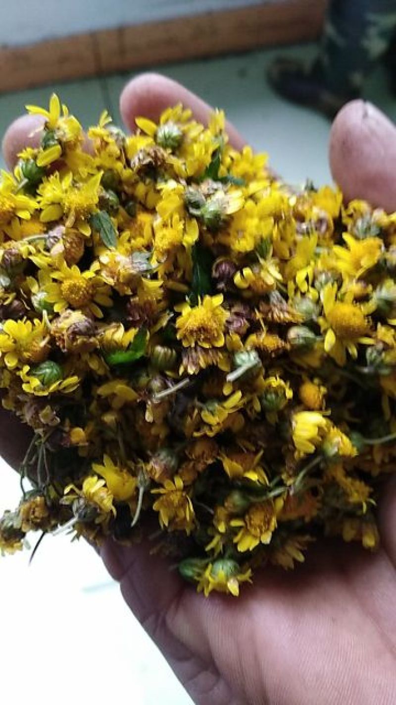野菊花散装，深山高含量野菊花颗粒