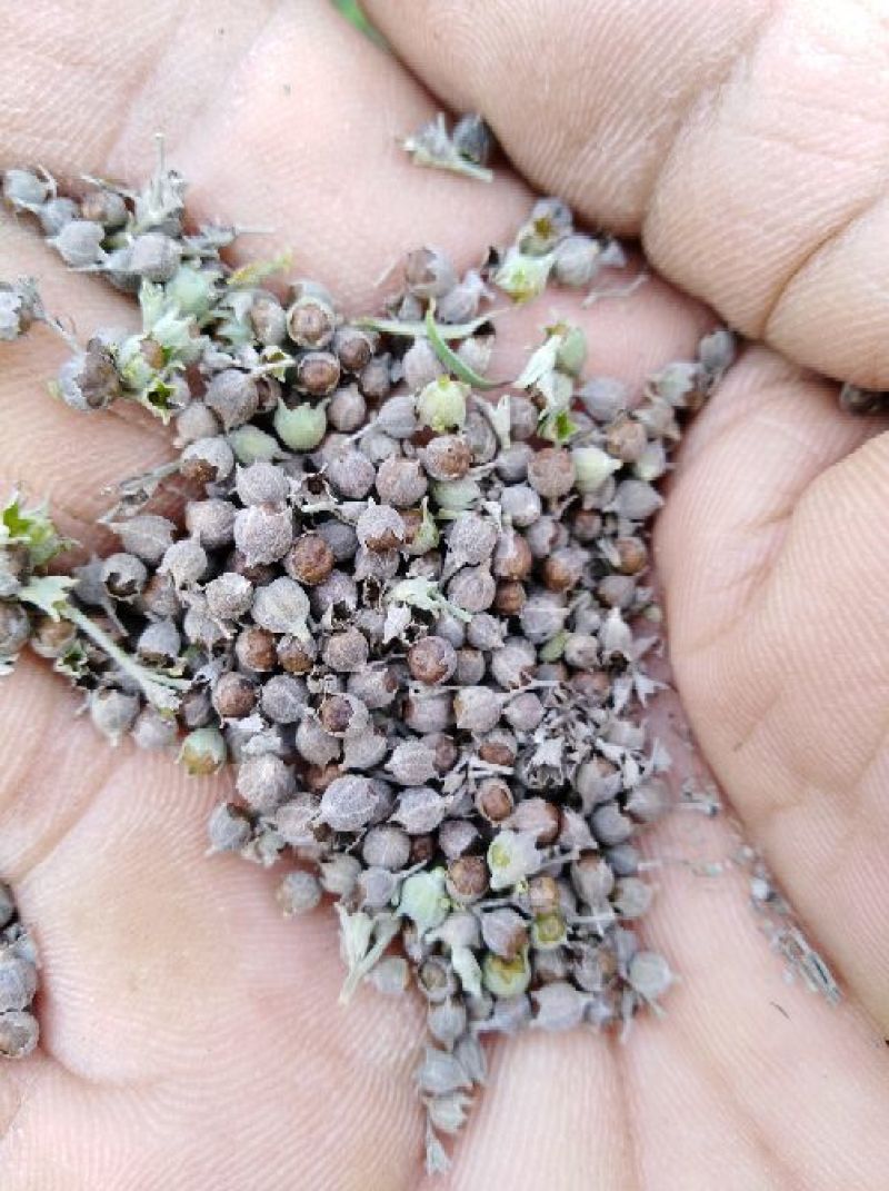 黄荆子荆条种子，可做药，