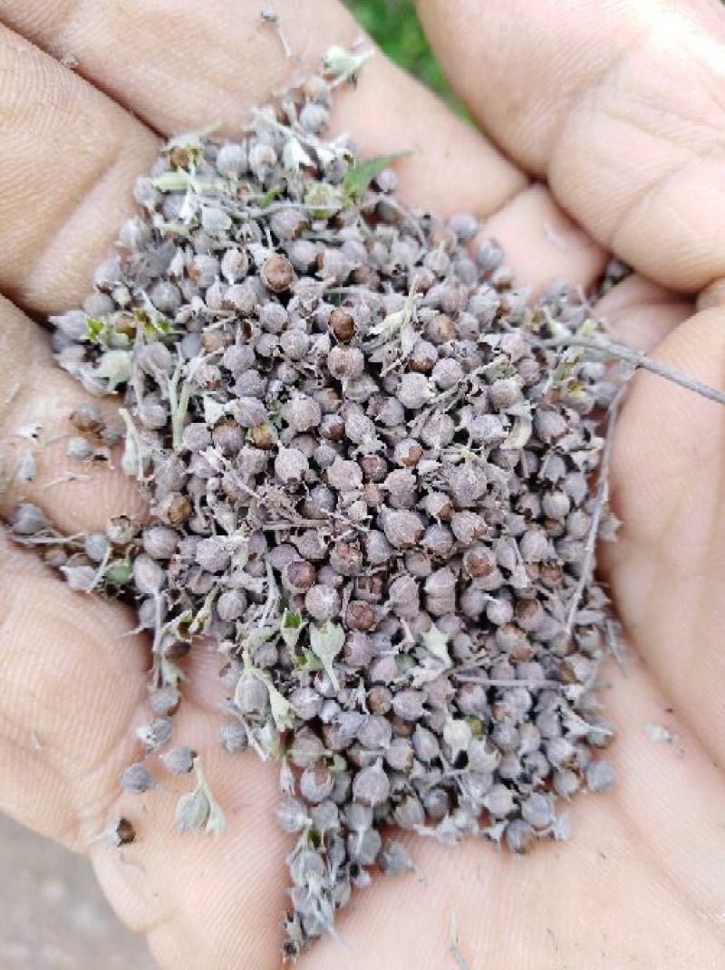 黄荆子荆条种子，可做药，