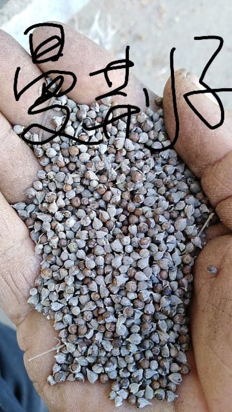 黄荆子荆条种子，可做药，