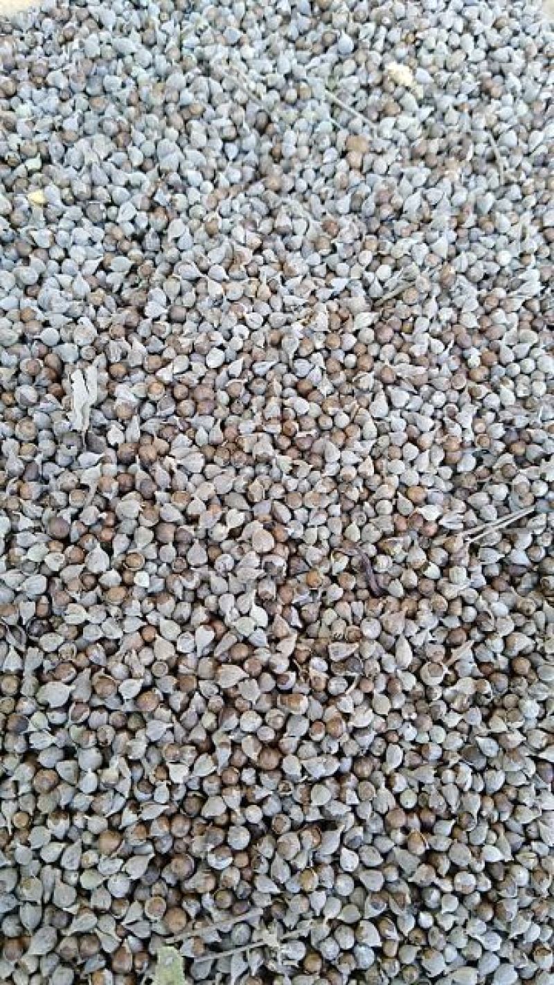 黄荆子荆条种子，可做药，