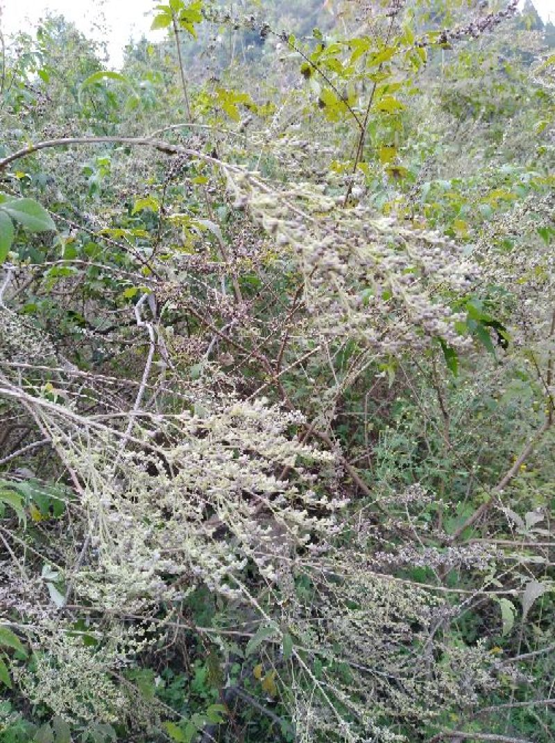 黄荆子荆条种子，可做药，