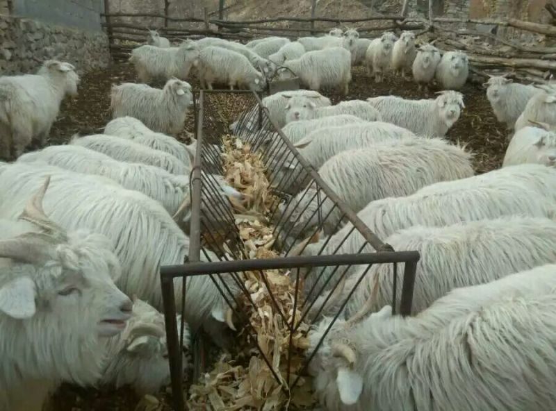 山羊肉羊。质量保证价格合理
