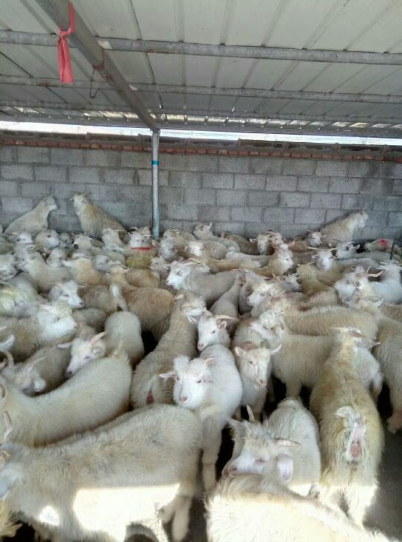 山羊肉羊。质量保证价格合理