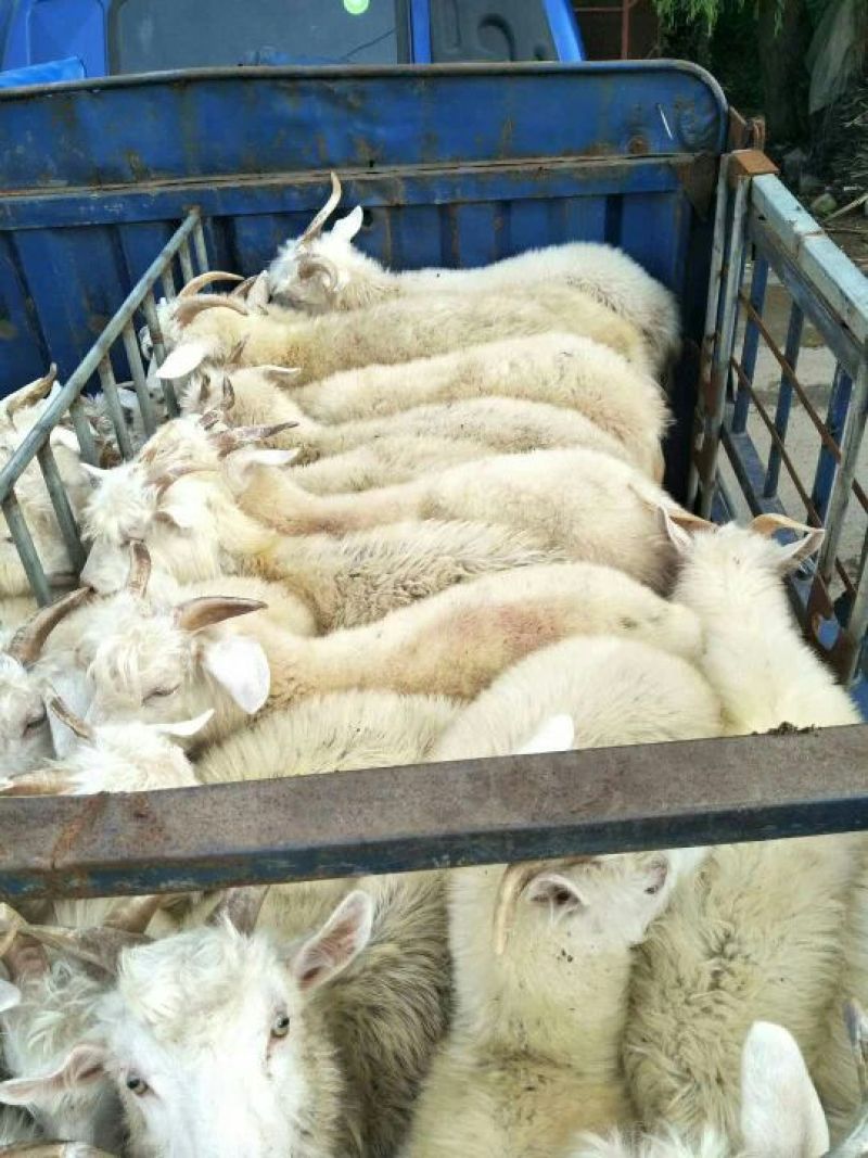 山羊肉羊。质量保证价格合理