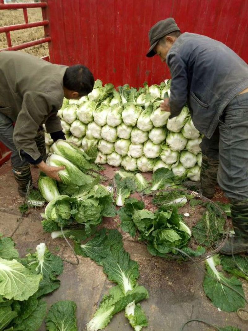 大白菜黄心白菜产地直发品质保障对接全国市场等