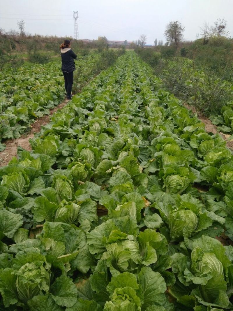 青杂三号白菜7斤以上净菜