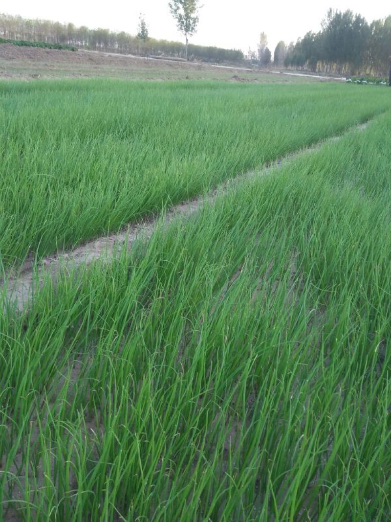 洋葱苗20~30cm，陕西杨凌秦红宝紫红半高桩，品种纯